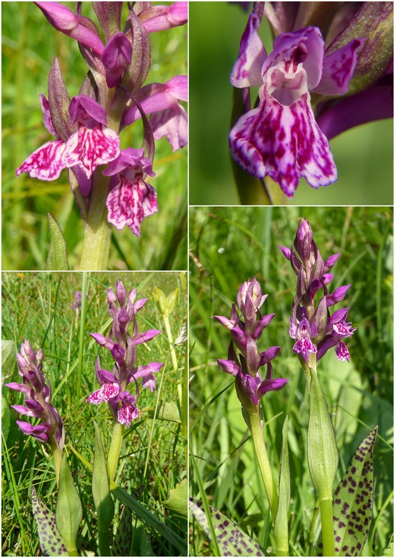 Una giornata a Valparola. Dactylorhiza, Nigritella e grandi montagne!